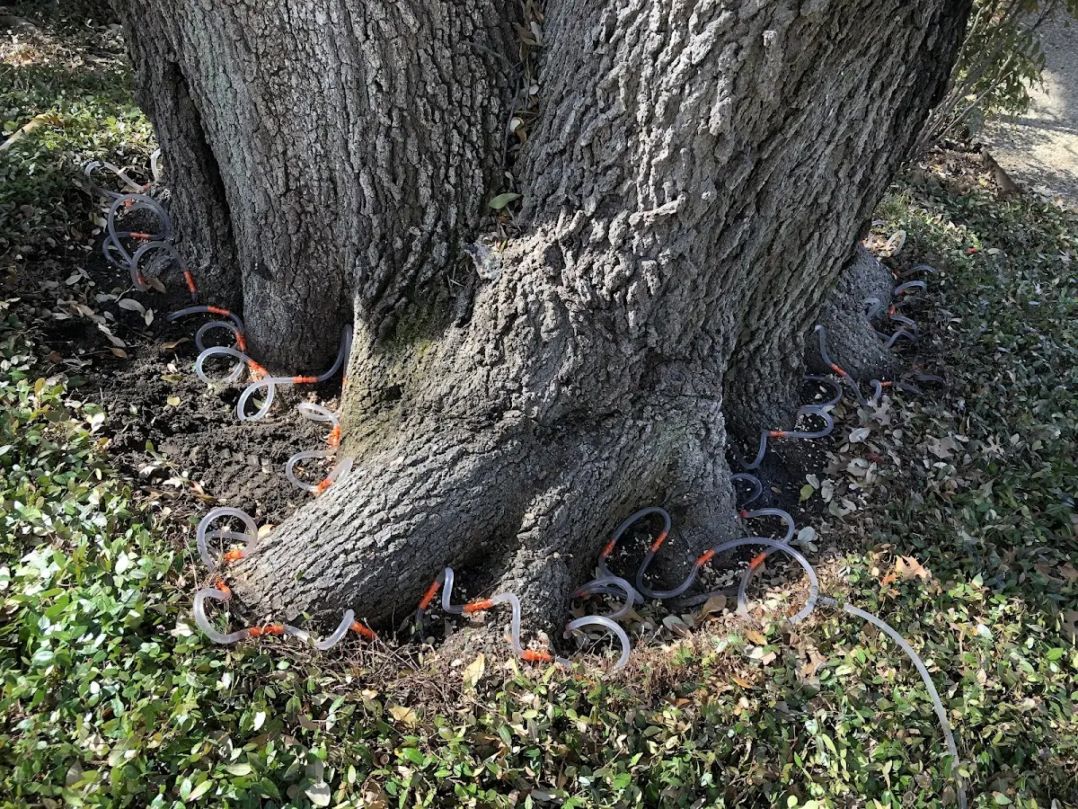 Detailed Tree Cabling and Bracing job site in Starrucca