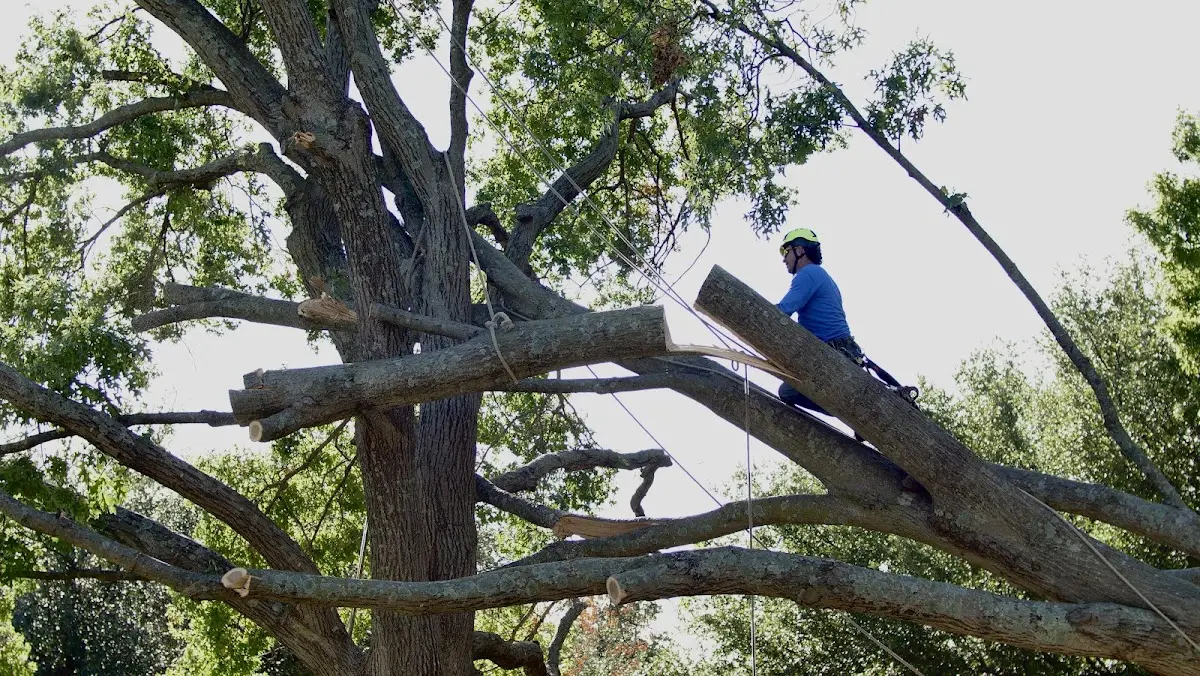 Professional Crown Thinning performed by certified arborists in Starrucca