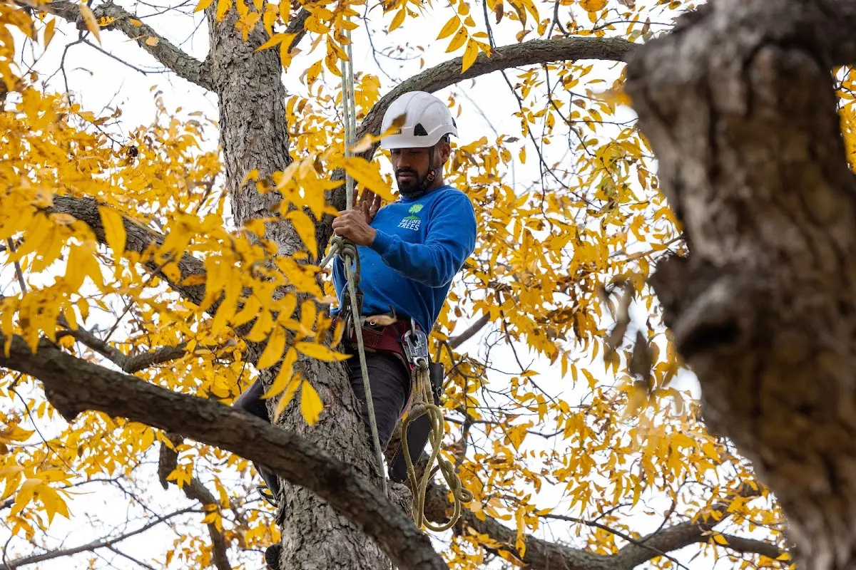 Skilled Storm Damage Cleanup crew working in Starrucca
