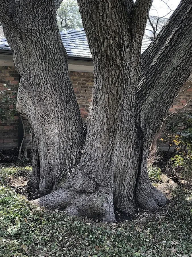 Mature heritage tree close to a Starrucca property cared for by certified arborists